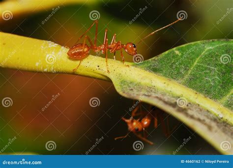 Red Ants stock photo. Image of antennae, hide, under, worker - 4660162