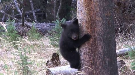 Black Bear Cubs Playing - YouTube