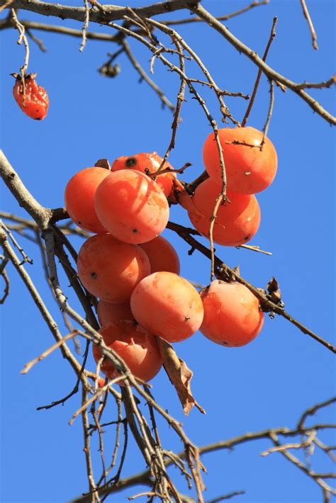 Persimmon - the kaki tree, growing, pruning, harvest and tips on eating