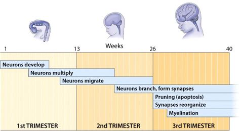 Brain Development In Womb