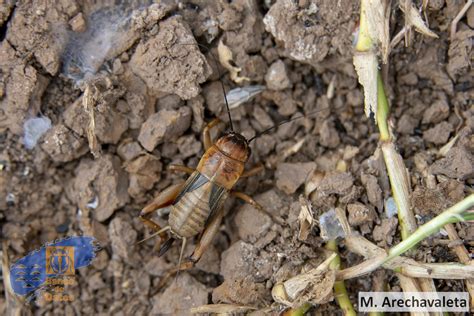 Biota - Gryllus bimaculatus De Geer, 1773