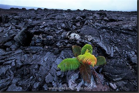 Effects on living and non - living things - Climate Changing Volcanic ...