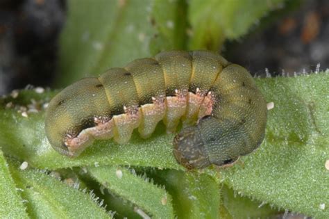 European Lepidoptera and their ecology: Spodoptera exigua