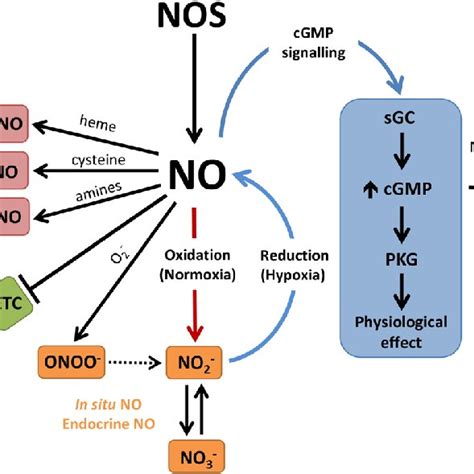 Nitric Oxide Synthesis Pathway