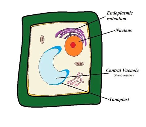 Do Plant Cells have Vesicles?