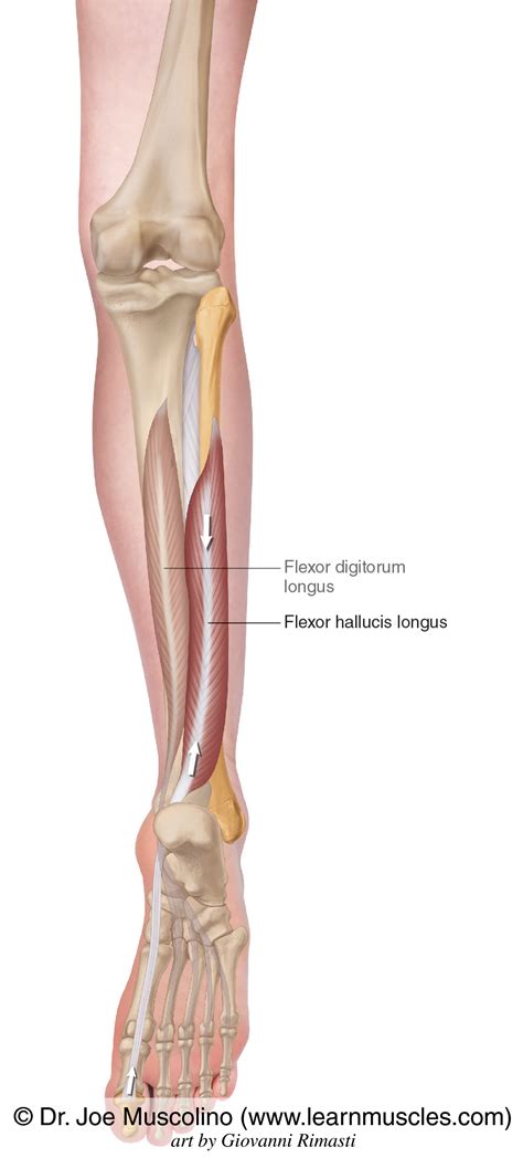 Flexor Hallucis Longus Muscle Anatomy