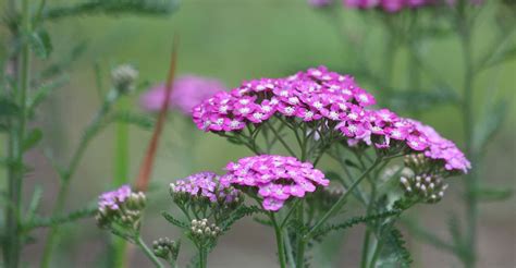 Everything you need to know about Achillea! Our detailed guide includes ...