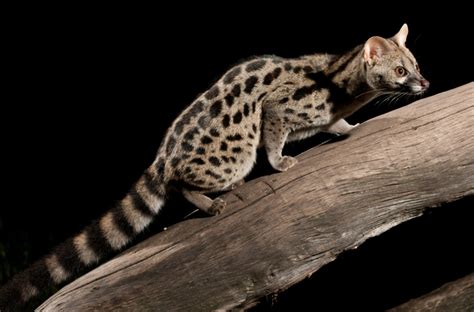 The Genet: Europe’s Mysterious Fierce Carnivore – Animal Encyclopedia