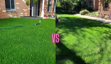 Perennial Ryegrass vs Tall Fescue: Use This One in Your Lawn