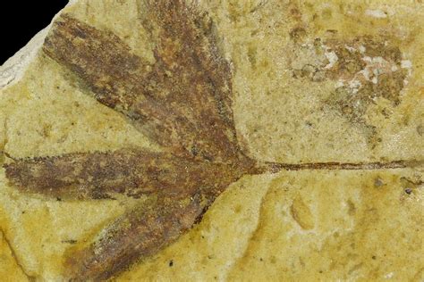 2" Jurassic Leaf (Ginkgo) Fossil - Yorkshire, England (#129610) For ...