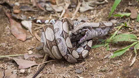 How boa constrictors squeeze prey without suffocating themselves ...