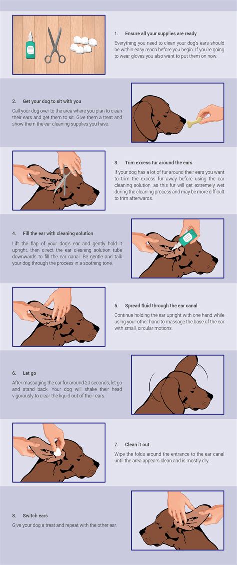 Cleaning your dog’s ears | Knysna-Plett Herald