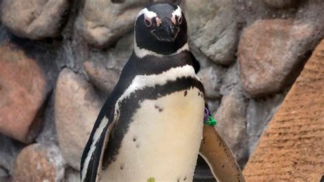 Magellanic penguin | Zoo Boise