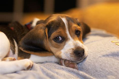 Pocket Beagle - Your Complete Guide To The Most Cutest Dog Breed ...