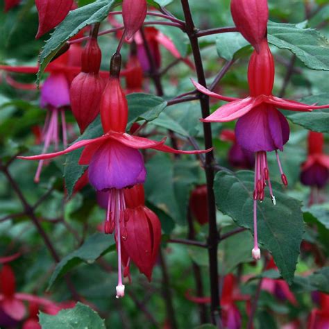 Fuchsia - Flowers Photo (29859258) - Fanpop