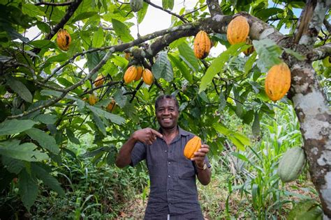 Cacao Farming in Ghana: Varieties, Requirements, and Techniques