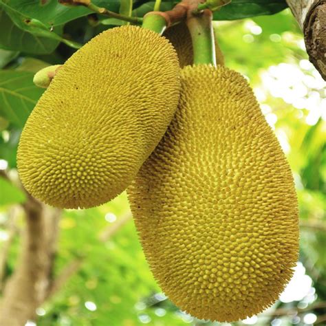 How to eat jackfruit? - Food you should try