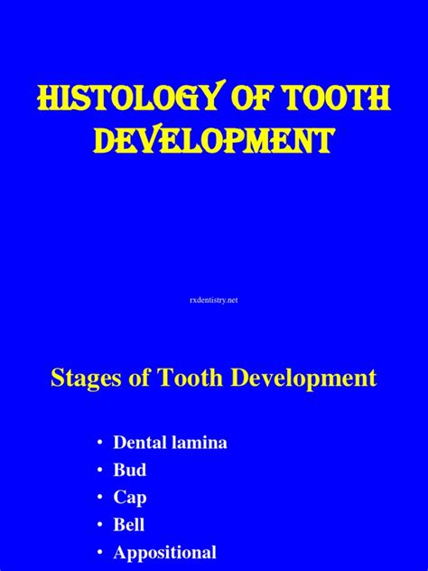 Histology of Tooth Development | Tooth Enamel | Dental Anatomy