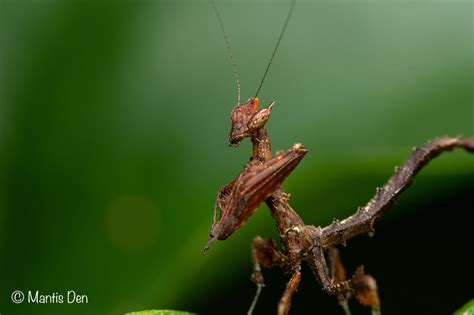 Stenophylla lobivertex (Dragon mantis) - Mantis Den