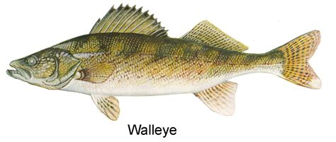 walleye fish cookies - Google Search | Walleye fishing, Walleye, Fish ...