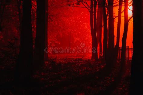 Creepy Red Forest Wallpaper