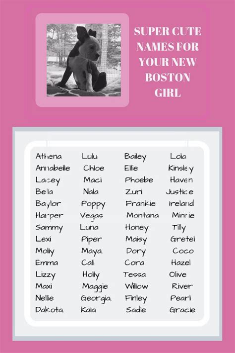 47+ Names For Boston Terrier Female Image - Bleumoonproductions