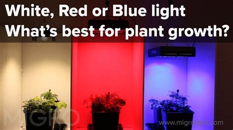 Should I Use Red Or Blue Light For Plants | Homeminimalisite.com