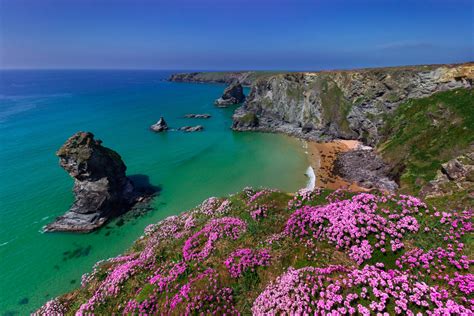 Download Horizon Purple Flower England Cornwall Flower Sea Ocean Nature ...