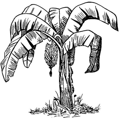 Sketch of Banana Bunch Coloring Pages | Sketches, Plant sketches, Ink ...