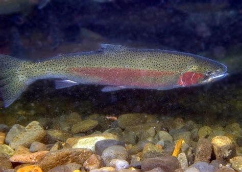 Scientists study steelhead for salmon's secrets