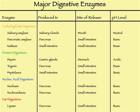 Enzymes and Cell Function – Foods From S.O.I.L.