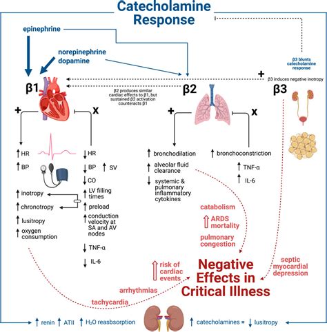 Frontiers | Beta-Adrenergic Blockade in Critical Illness