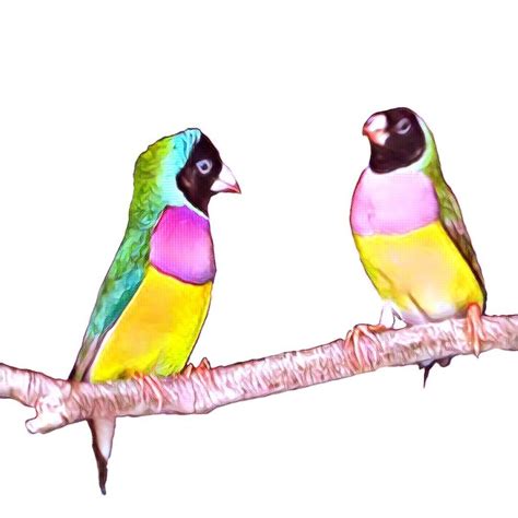 Breeding Gouldian Finches>Success with Breeding Gouldians