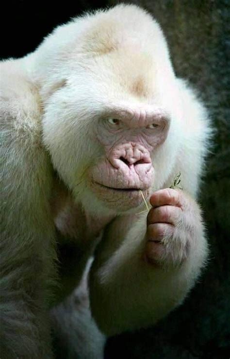 (31) Tumblr | Albino animals, Rare albino animals, Animals wild