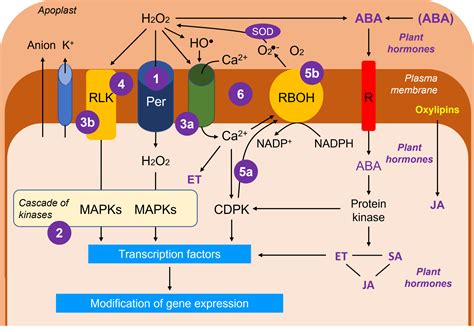 Environmental constraints and oxidative stress in plants - Encyclopedia ...