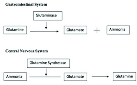 Glutamate and ammonia metabolism [7]. | Download Scientific Diagram