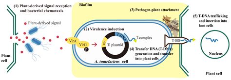 Biomolecules | Free Full-Text | Comparative Transcriptome Analysis of ...