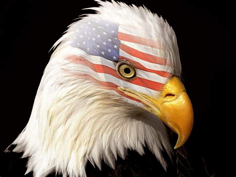 🔥 [40+] Bald Eagle American Flag Wallpapers | WallpaperSafari