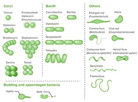 Types Of Bacterial Cells