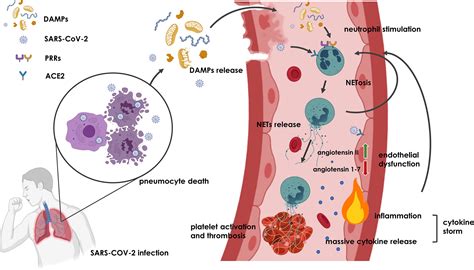 Frontiers | On the Origin of Neutrophil Extracellular Traps in COVID-19