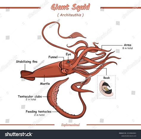 Parts Giant Squid Anatomy Illustrationready Use Stock Vector (Royalty ...