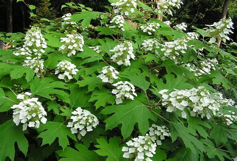 Plant Hydrangea quercifolia - Signature Landscapes And Design