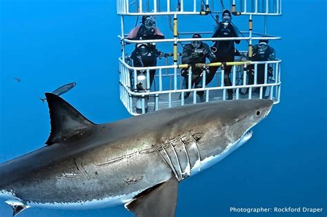 Best places to cage dive with great white sharks - Featured, Travel