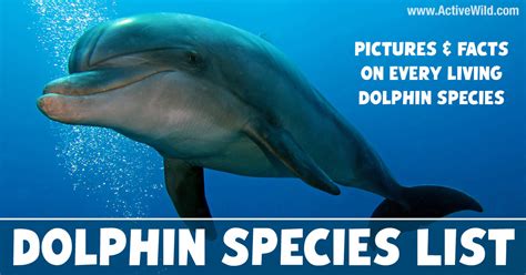 Types Of Dolphins: List Of All Dolphin Species, Pictures & Facts