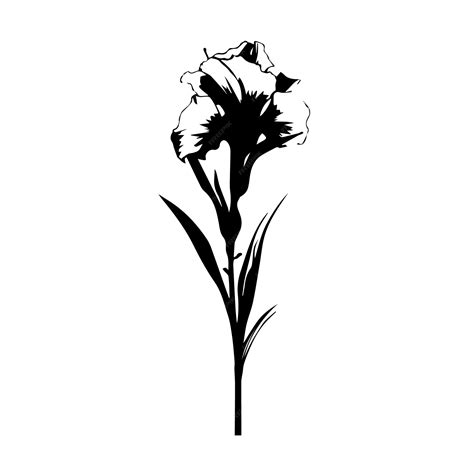 Premium Vector | Gladiolus black and white vector template set for ...