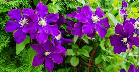 Choosing 15 Clematis Varieties For Shade With The International ...