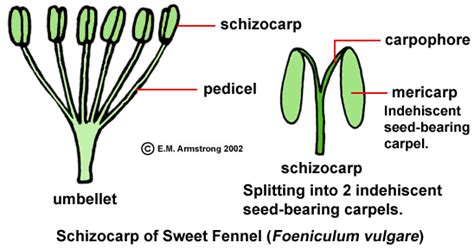 Fruit Terminology (Part 3)