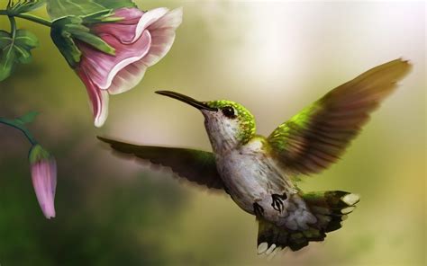 Cute Hummingbird Wallpapers - Top Free Cute Hummingbird Backgrounds ...