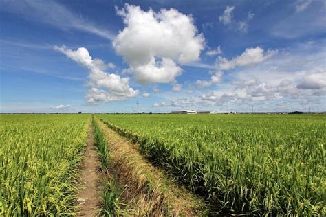 Sekinchan Paddy Fields (Sawah Padi Sekinchan), Kuala Lumpur | Tickets ...