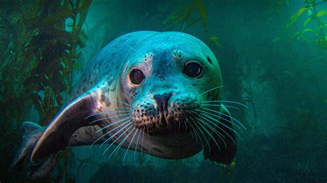 A harbor seal at Anacapa island, Channel Islands National Park ...